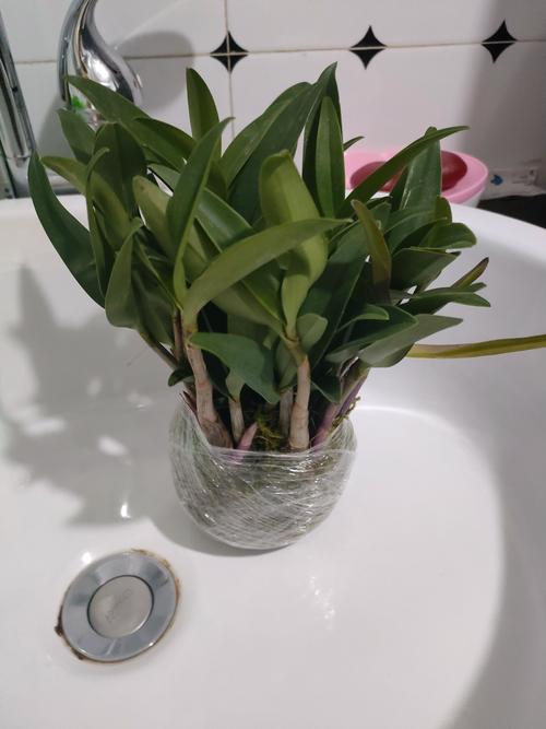 石斛在家怎么盆栽？从选盆到养护，一篇讲透附生兰的居家种植全攻略