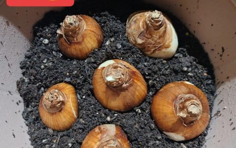 水仙花种子怎么种植方法：从选时到成活的完整操作指南