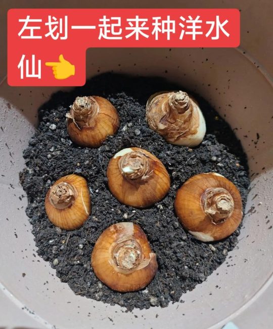水仙花种子怎么种植方法：从选时到成活的完整操作指南