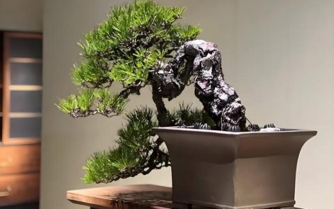 家中柏树盆景好不好？深度解析养护要点与讲究