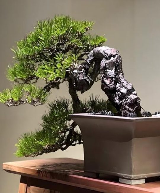 家中柏树盆景好不好？深度解析养护要点与讲究