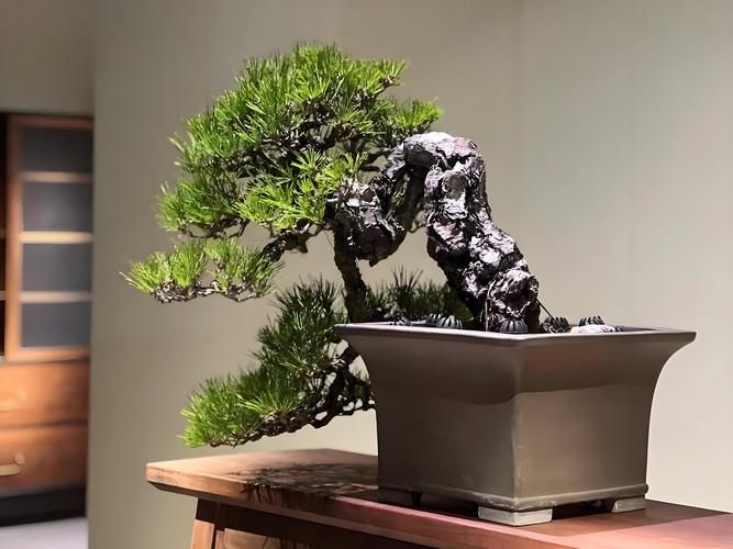 引言：家中柏树盆景，值得入手吗？