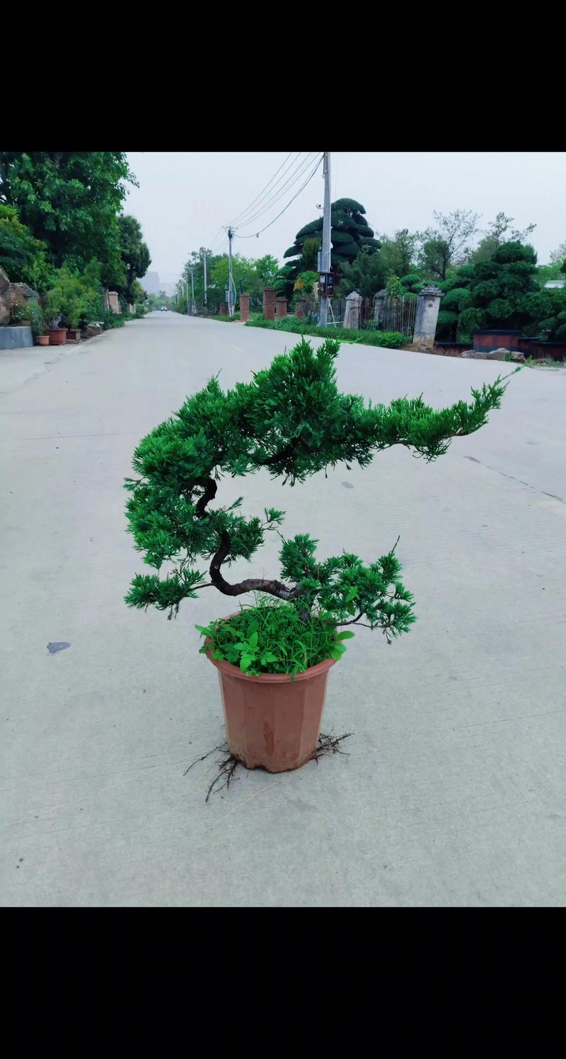 一、好处与寓意：为何柏树盆景受人喜爱