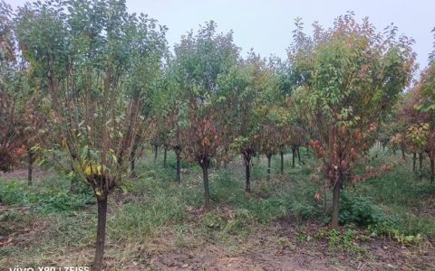 李子树六月七月能剪枝吗？夏季修剪与全年养护全攻略
