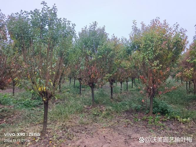李子树六月七月能剪枝吗?夏季修剪与全年养护全攻略 李子树六月七月能剪枝吗?夏季修剪与全年养护全攻略