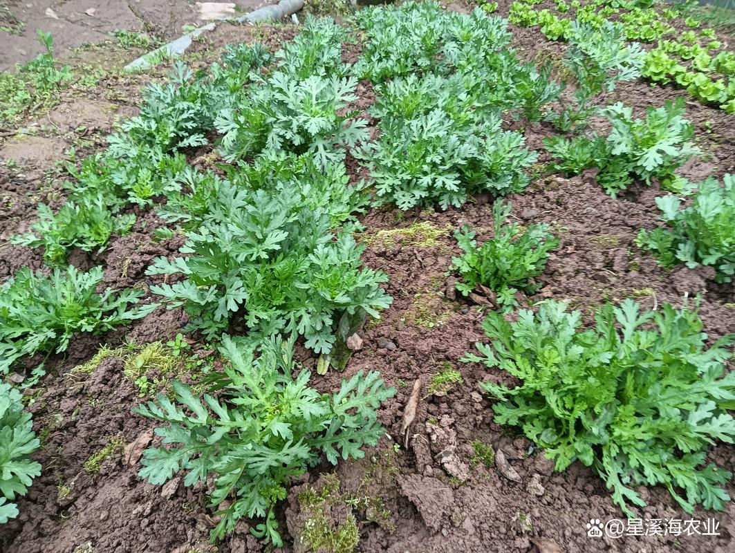 茼蒿可以栽种吗?手把手教你种出鲜嫩好茼蒿 茼蒿可以栽种吗?手把手教你种出鲜嫩好茼蒿