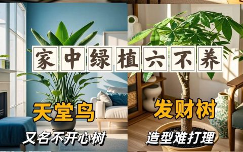 家里应该养什么植物好？科学选择与养护指南