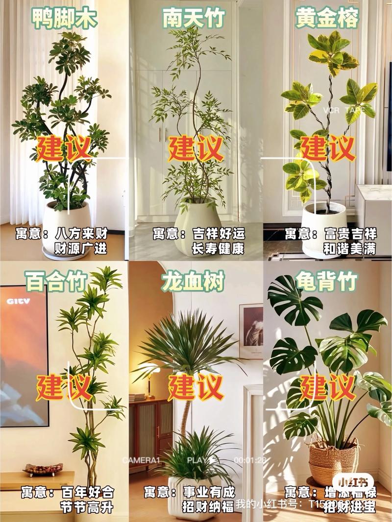 场景三：开放式阳台或庭院（全日照，每日光照6小时以上）