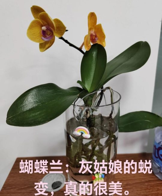 蝴蝶兰水培的正确方法：从换水到光照的详细养护指南