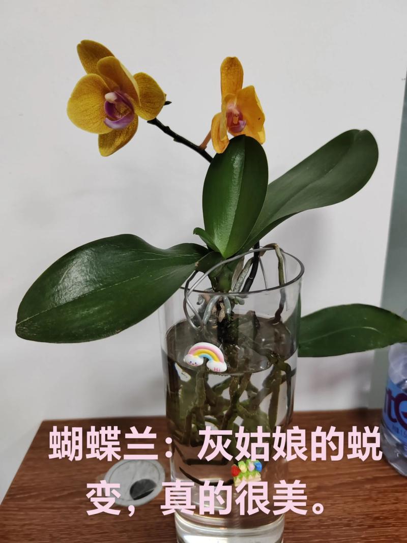 蝴蝶兰水培的正确方法：从换水到光照的详细养护指南