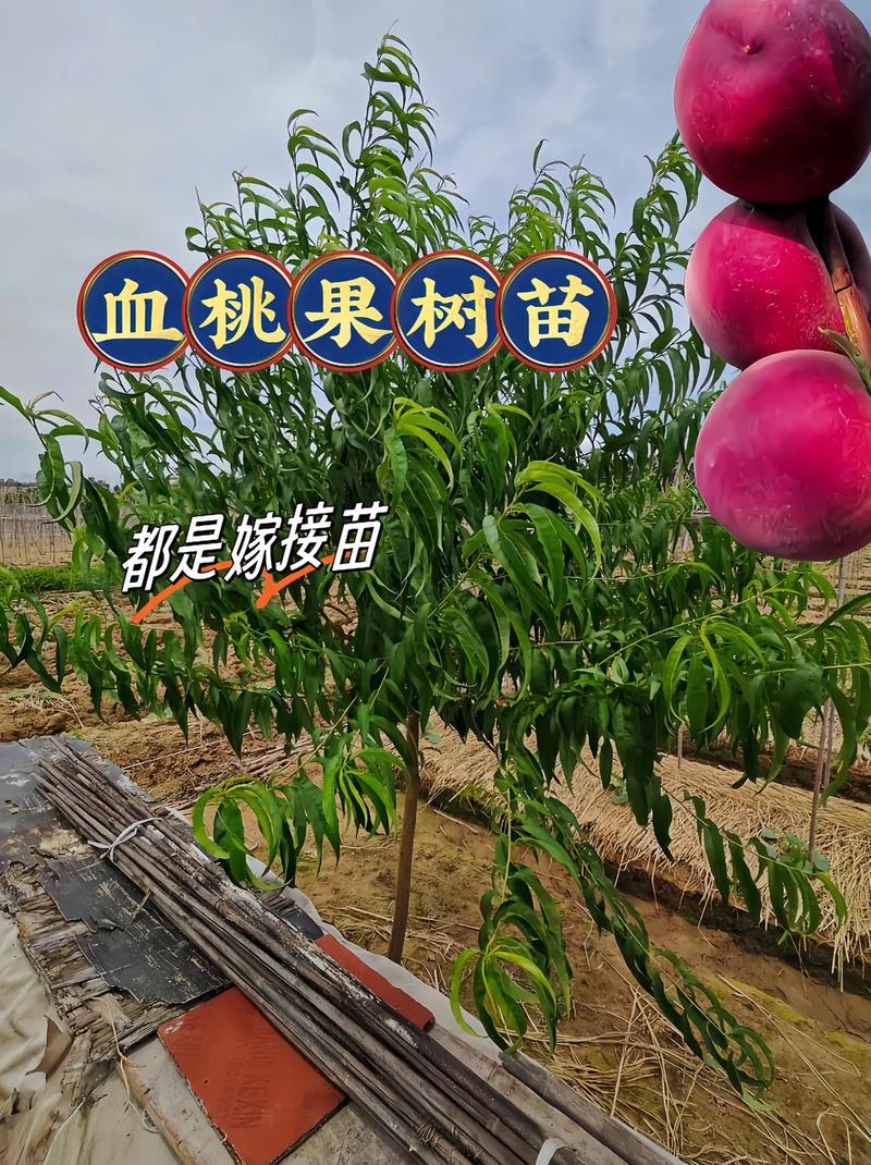 桃树苗批发价格是多少?2024年最新价格区间与采购指南 四、数量:批发量越大,单价越低
