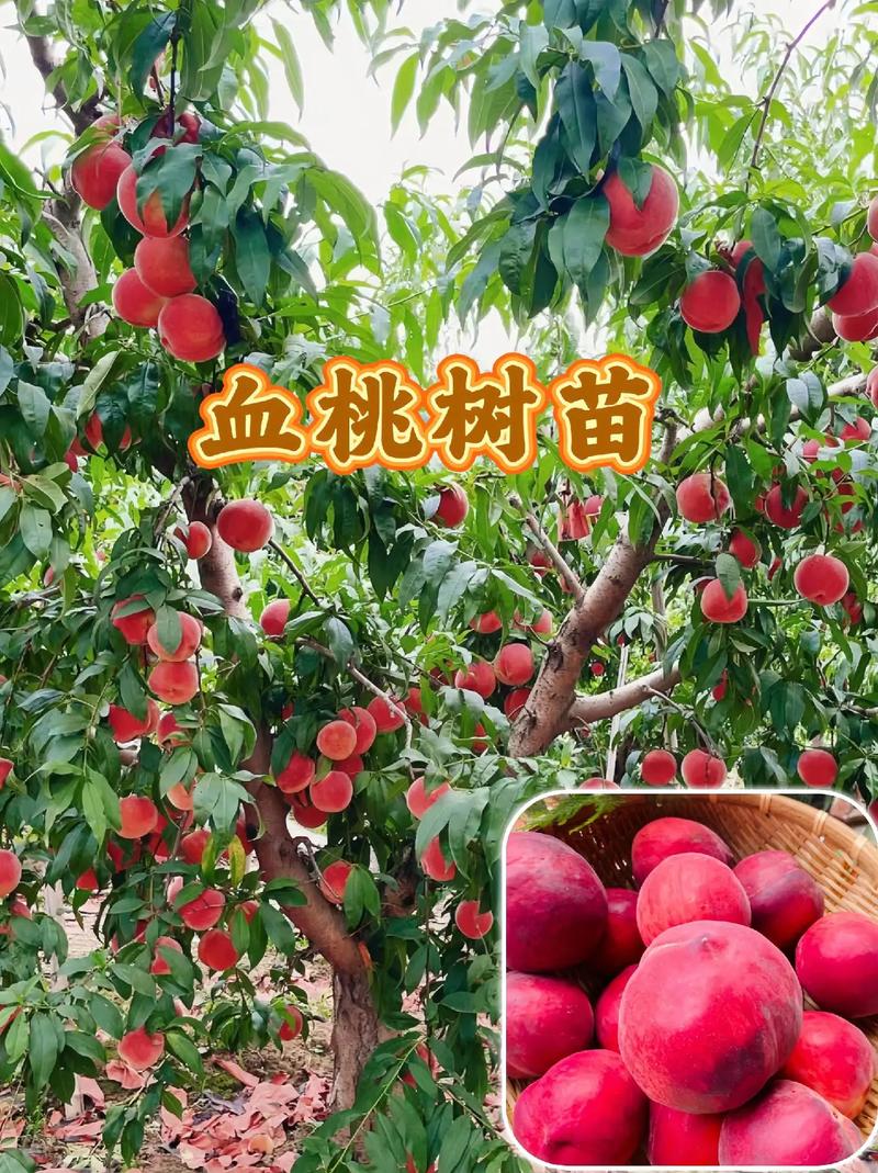 桃树苗批发价格是多少?2024年最新价格区间与采购指南 三、季节:淡旺季价差可达15%