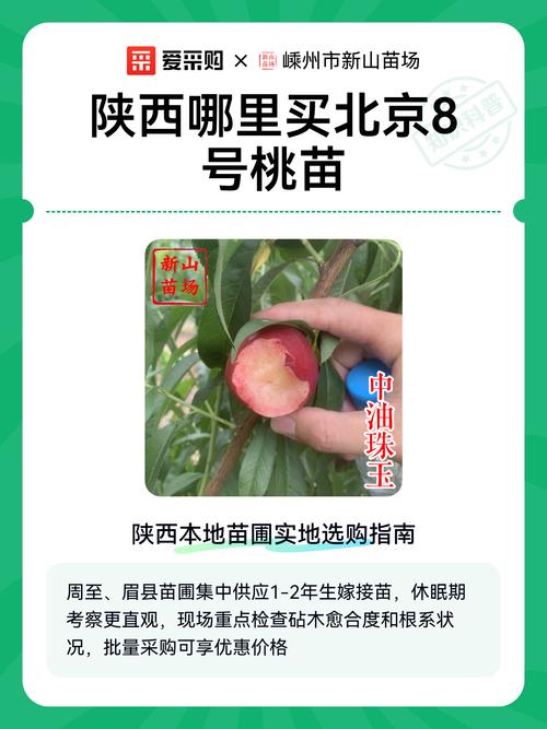 桃树苗批发价格是多少?2024年最新价格区间与采购指南 咨询指南