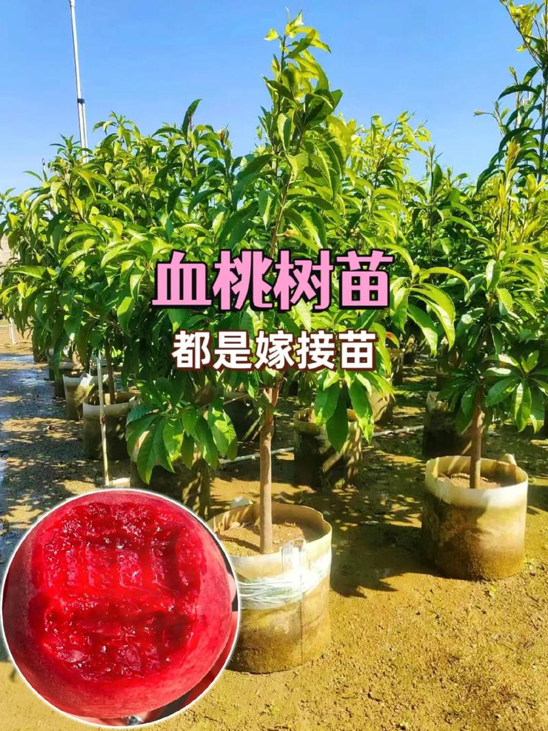 桃树苗批发价格是多少?2024年最新价格区间与采购指南 采购渠道风险提示与核查清单