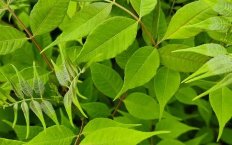 路边的绿植叫什么？揭秘常见绿化灌木——小叶黄杨