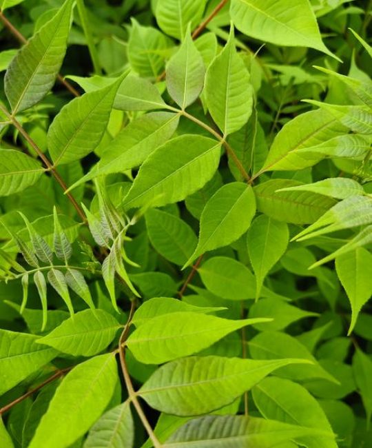 路边的绿植叫什么？揭秘常见绿化灌木——小叶黄杨