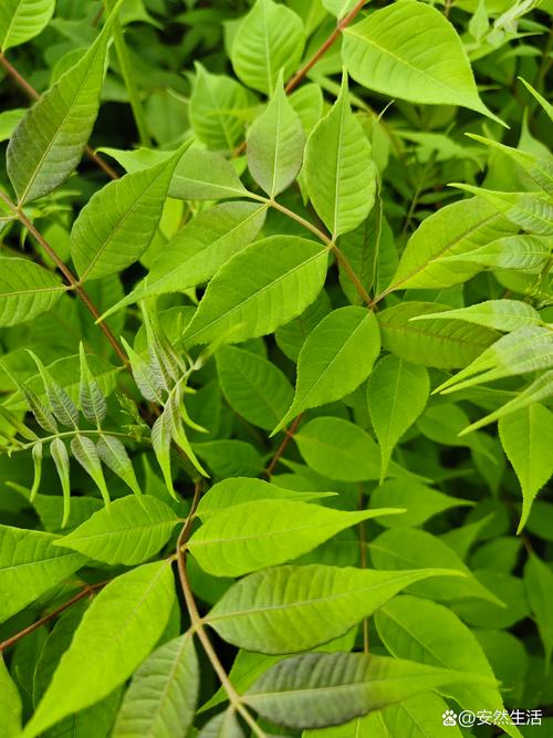 路边的绿植叫什么?揭秘常见绿化灌木——小叶黄杨 路边的绿植叫什么?揭秘常见绿化灌木——小叶黄杨