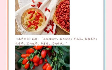 枸杞湖南种植技术指南：七步教你轻松种活枸杞