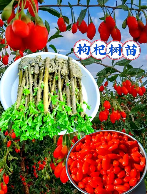 枸杞湖南种植技术指南:七步教你轻松种活枸杞 5. 浇定根水