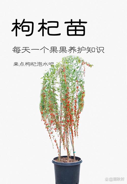 枸杞湖南种植技术指南:七步教你轻松种活枸杞 4. 栽植深度