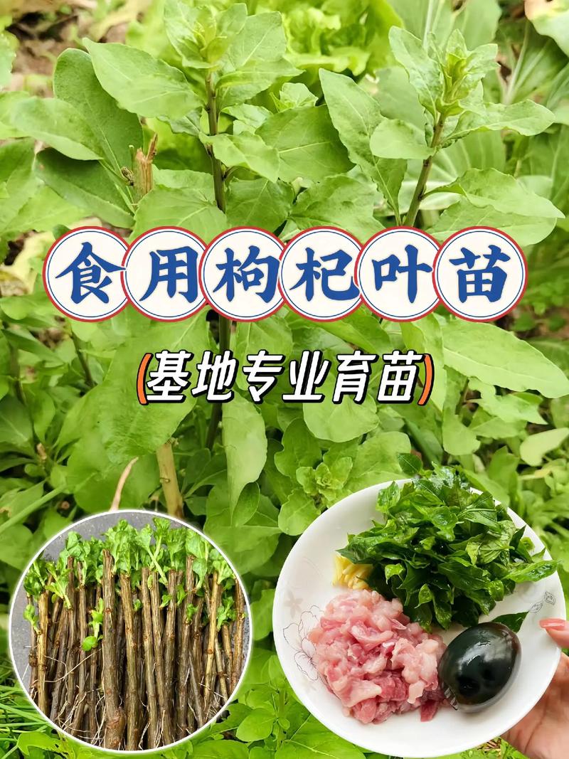 枸杞湖南种植技术指南:七步教你轻松种活枸杞 7. 成活注意事项