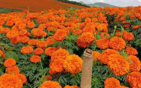 万寿菊怎么种植？从选时播种到开花管理的全流程指南