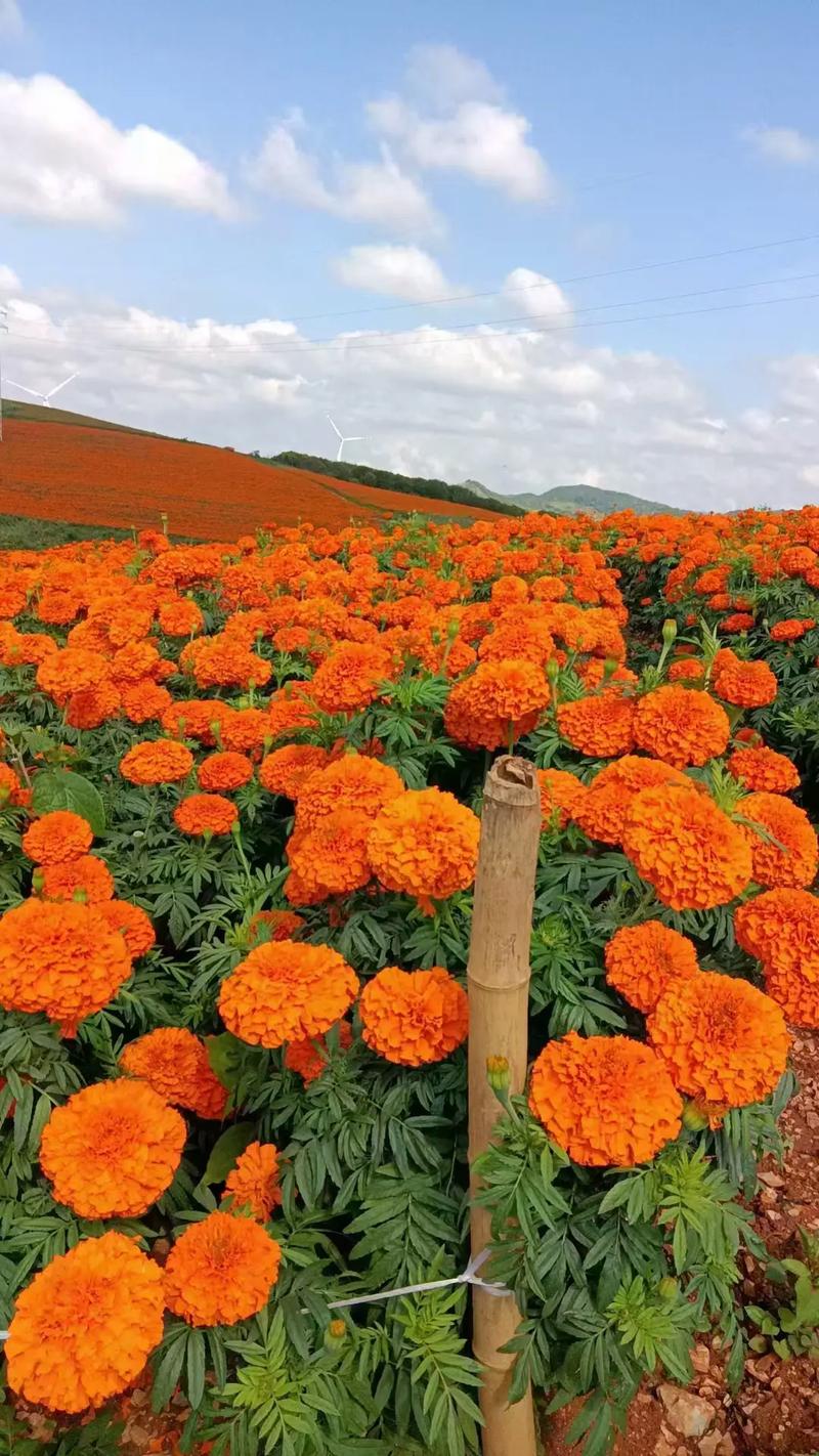 万寿菊怎么种植?从选时播种到开花管理的全流程指南 一、适宜播种与定植时间