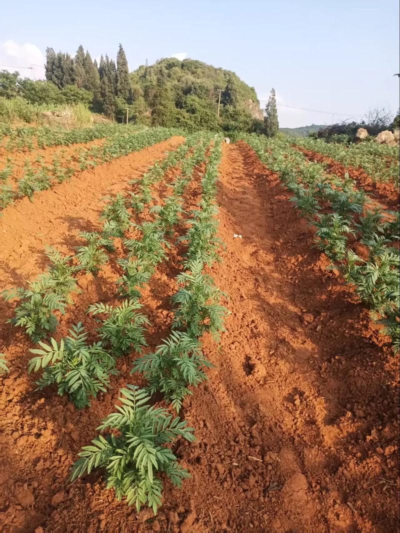 万寿菊怎么种植?从选时播种到开花管理的全流程指南 二、土壤环境准备