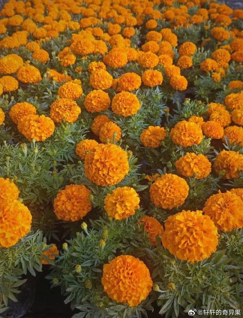 万寿菊怎么种植?从选时播种到开花管理的全流程指南 四、栽植深度与密度
