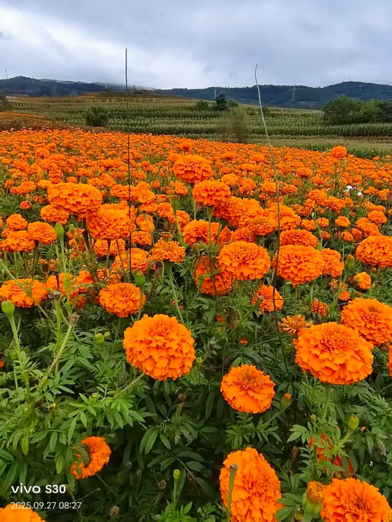 万寿菊怎么种植?从选时播种到开花管理的全流程指南 三、栽前处理