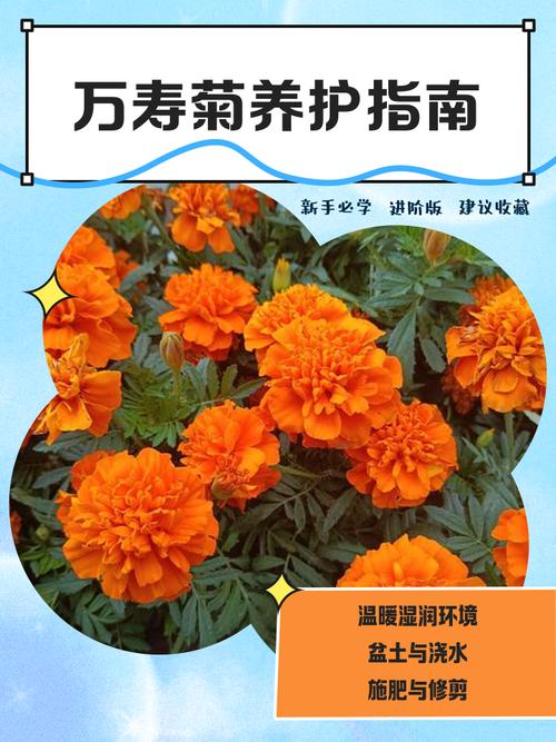 万寿菊怎么种植?从选时播种到开花管理的全流程指南 五、浇定根水