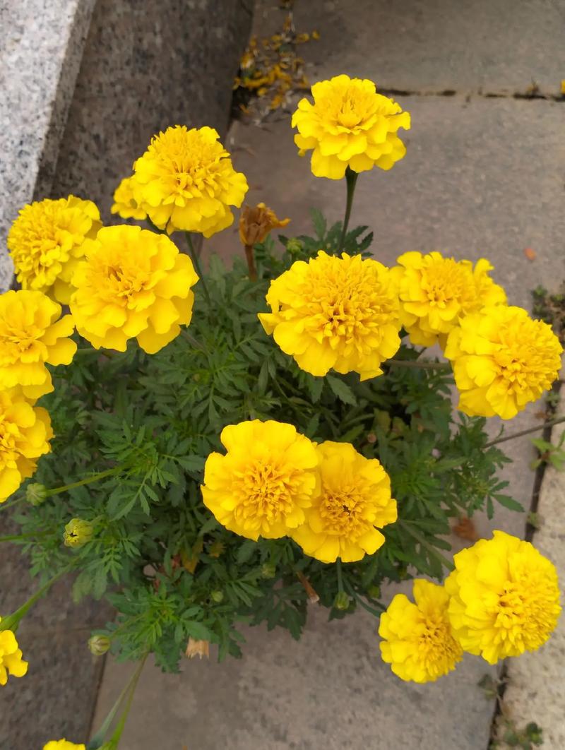 万寿菊怎么种植?从选时播种到开花管理的全流程指南 六、缓苗期管理