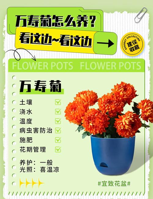 万寿菊怎么种植?从选时播种到开花管理的全流程指南 七、成活后的移栽与养护衔接