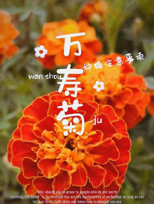 万寿菊怎么种植?从选时播种到开花管理的全流程指南 总结
