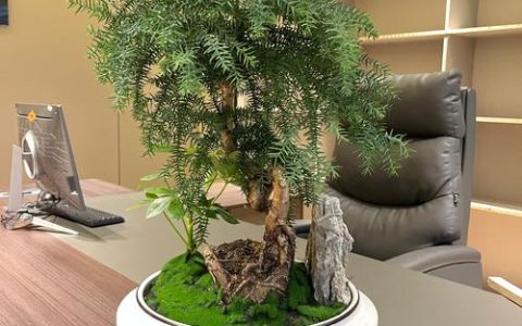 办公室树木盆栽摆放指南：科学选择与位置建议