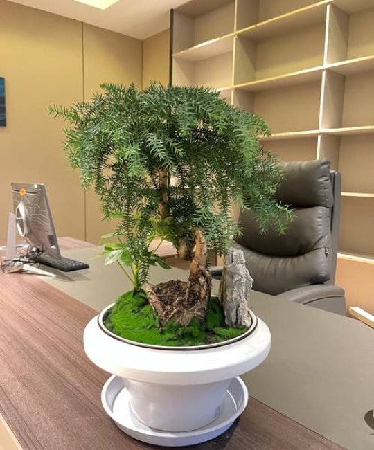 办公室树木盆栽摆放指南：科学选择与位置建议