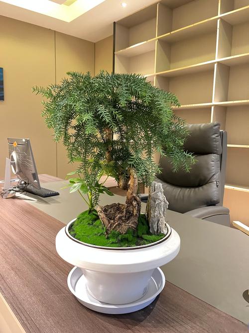 办公室树木盆栽摆放指南:科学选择与位置建议 办公室树木盆栽摆放指南:科学选择与位置建议