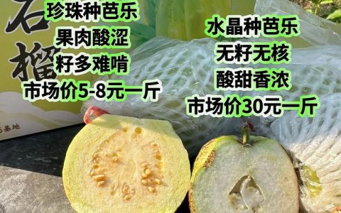 芭乐和石榴有什么区别？