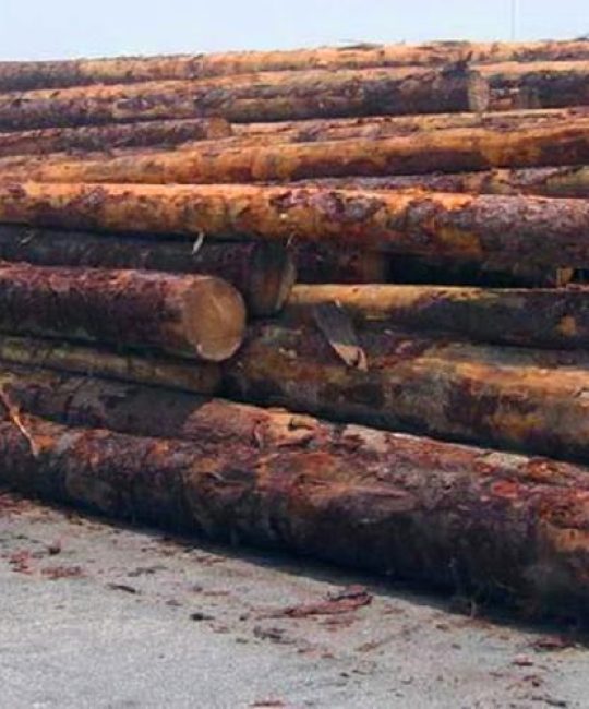 花梨木价格参考：多少钱一吨？