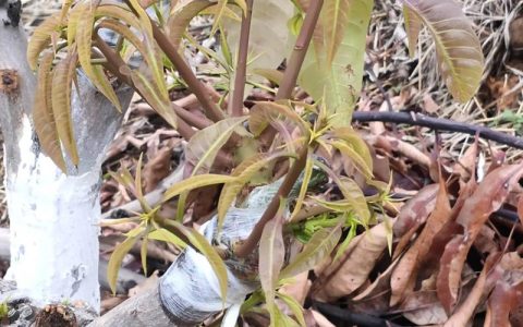 芒果树用嫁接吗？答案是肯定的——嫁接是芒果优质高产的核心技术