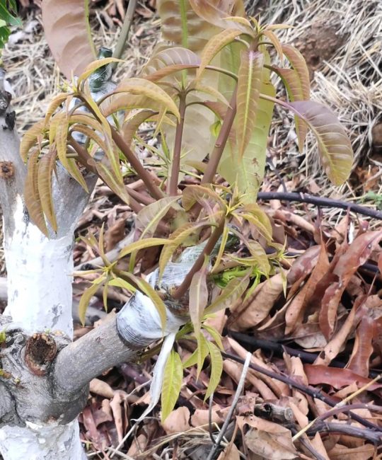 芒果树用嫁接吗？答案是肯定的——嫁接是芒果优质高产的核心技术