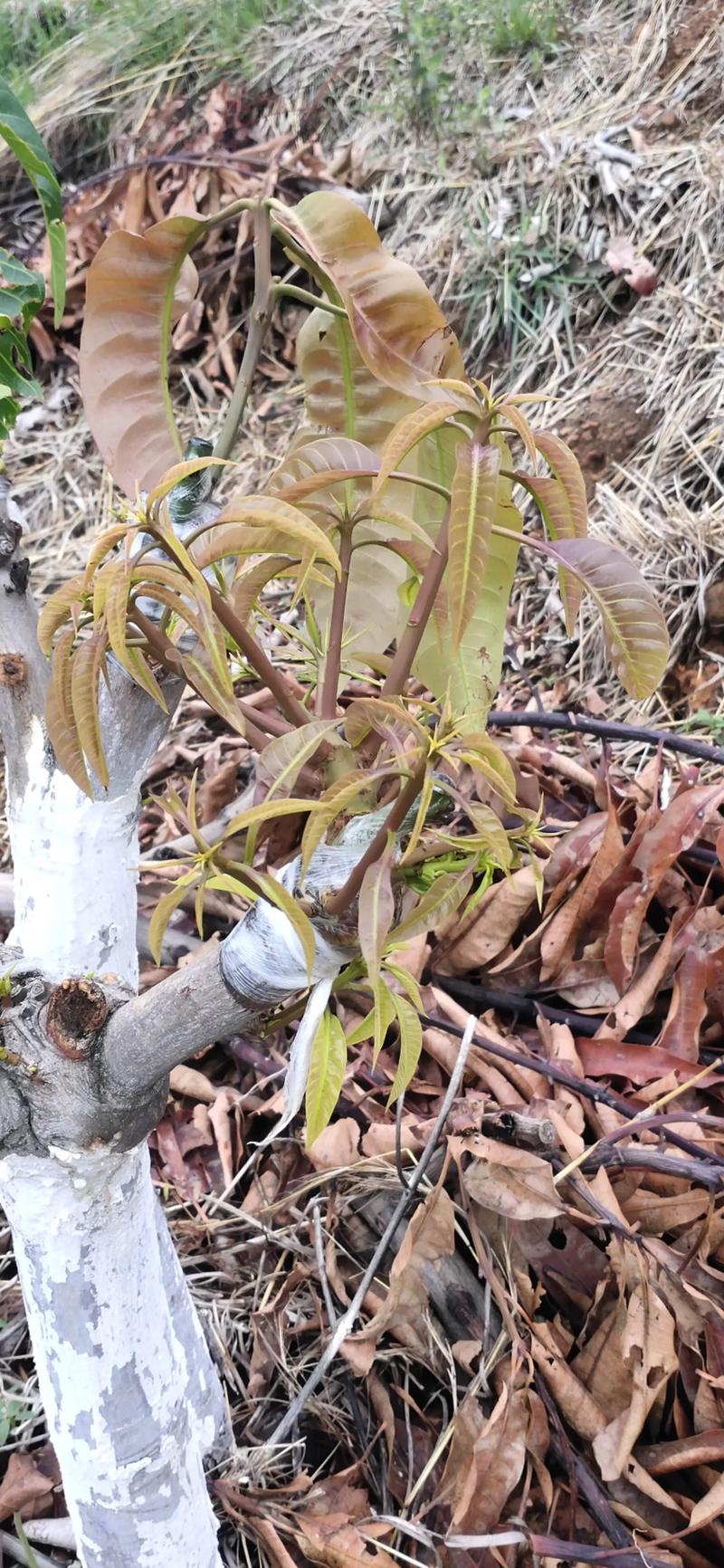 芒果树用嫁接吗?答案是肯定的——嫁接是芒果优质高产的核心技术 一、实生苗与嫁接苗的本质差异——嫁接保证品种纯正与早结果