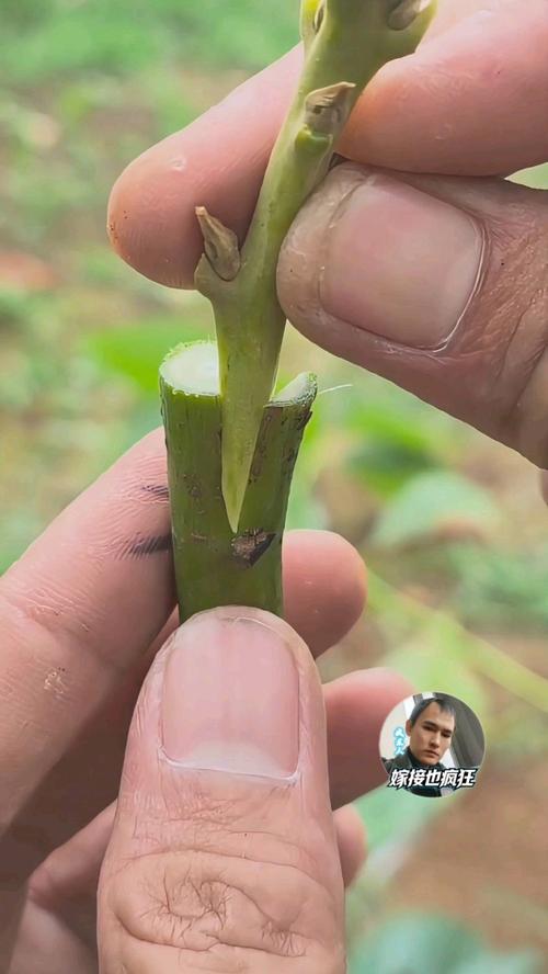 芒果树用嫁接吗?答案是肯定的——嫁接是芒果优质高产的核心技术 四、嫁接后管理要点——剪砧、抹芽、补光、防风