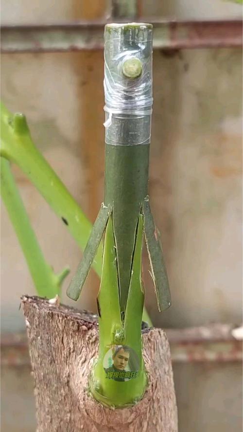 芒果树用嫁接吗?答案是肯定的——嫁接是芒果优质高产的核心技术 五、嫁接苗采购“三看一查”标准——避免买到假嫁接或劣质苗