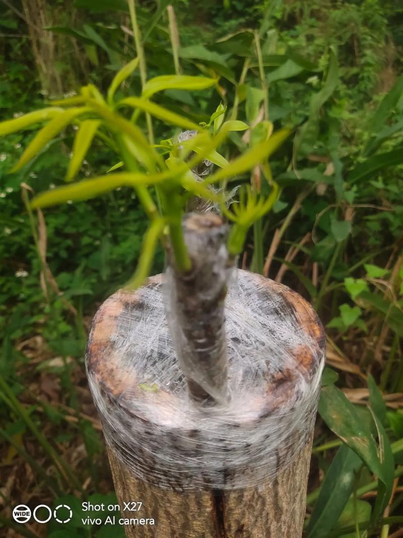 芒果树用嫁接吗?答案是肯定的——嫁接是芒果优质高产的核心技术 三、砧木选择——品种对嫁接亲和力有决定性影响