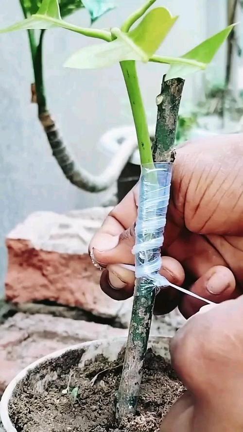 芒果树用嫁接吗?答案是肯定的——嫁接是芒果优质高产的核心技术 六、常见问题与补救