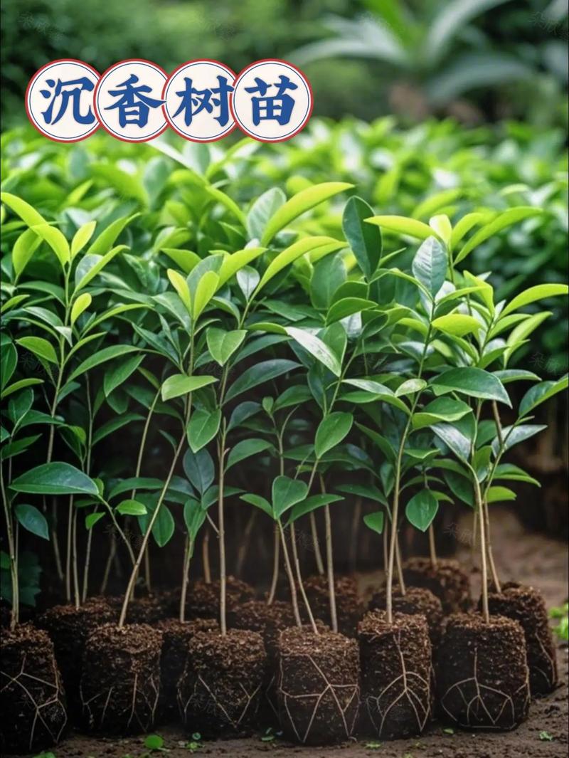 楠木和花梨木哪个更好?园艺爱好者的对比指南 多维度对比:谁更胜一筹?