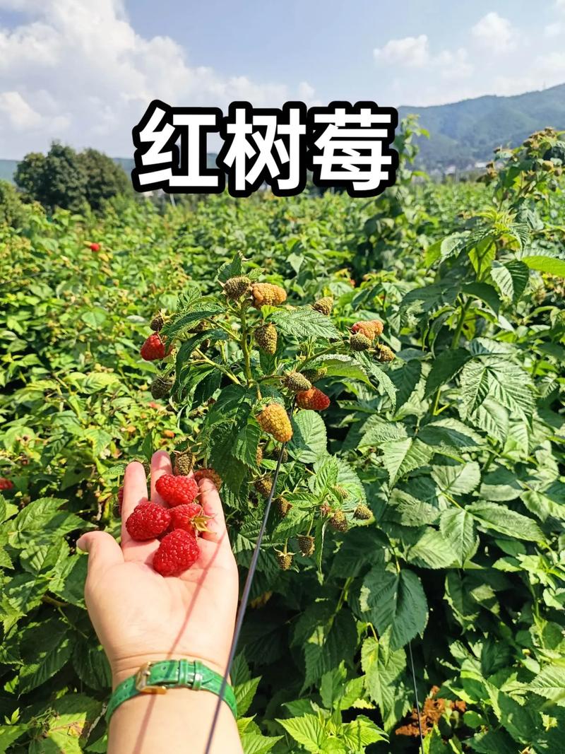 咨询指南：如何获得最适合您的报价？