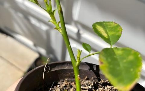 花卉生根水怎么配制？3种家庭配方让扦插成活率提升90%