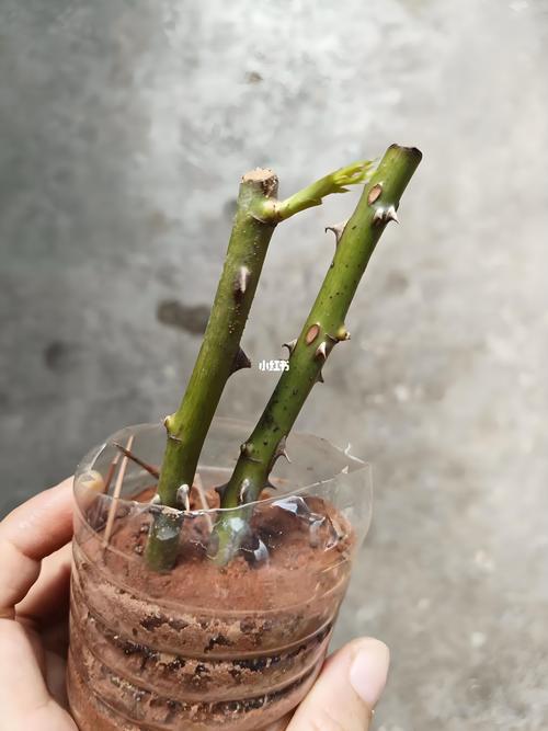 花卉生根水怎么配制?3种家庭配方让扦插成活率提升90% 配方二:蜂蜜生根水——抢救名贵品种的“急救包”